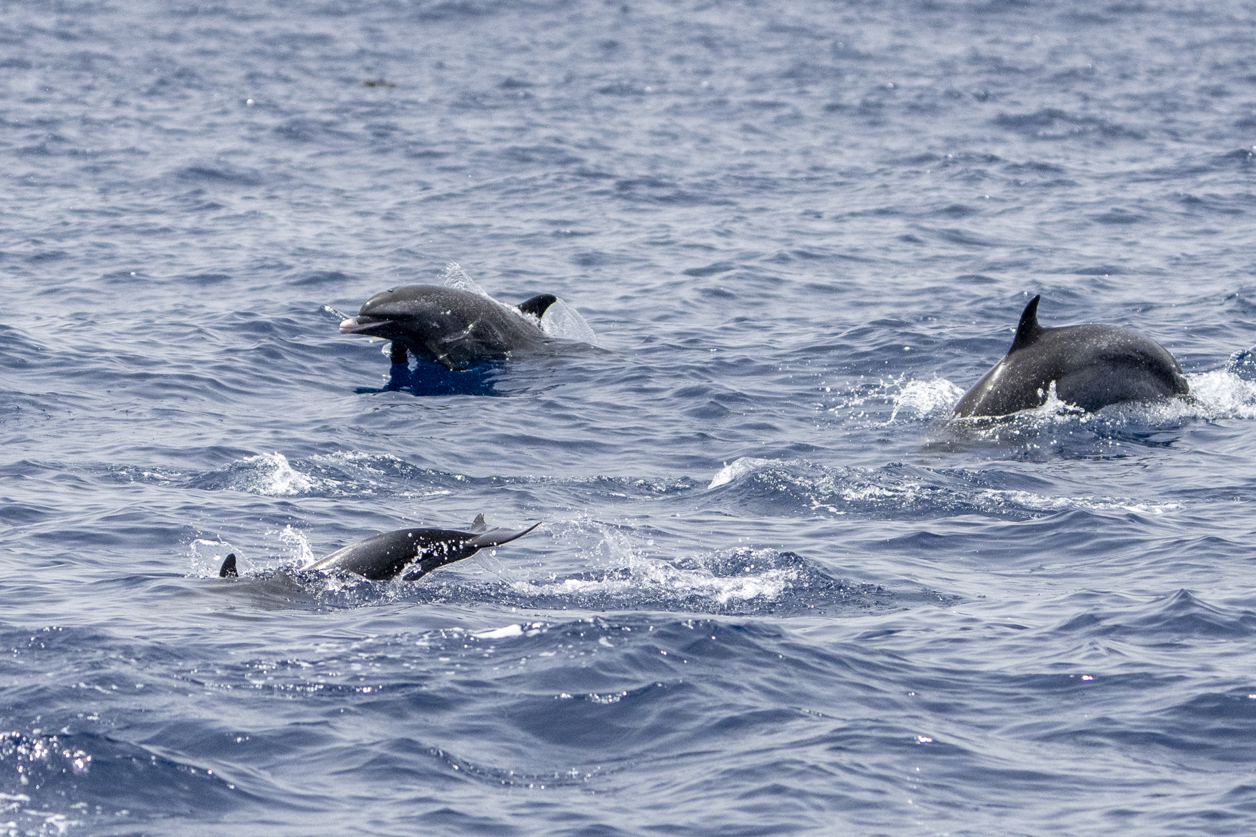 Atlantic Spotted Dolphin (image by Mark Beaman)