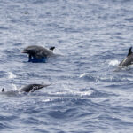 Atlantic Spotted Dolphin (image by Mark Beaman)