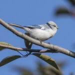 Azure Tit (image by Mark Beaman)