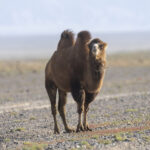 Bactrian Camel (image by Mark Beaman)