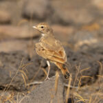 Bar-tailed Lark (image by Mark Beaman)