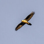 Bearded Vulture (image by Mark Beaman)