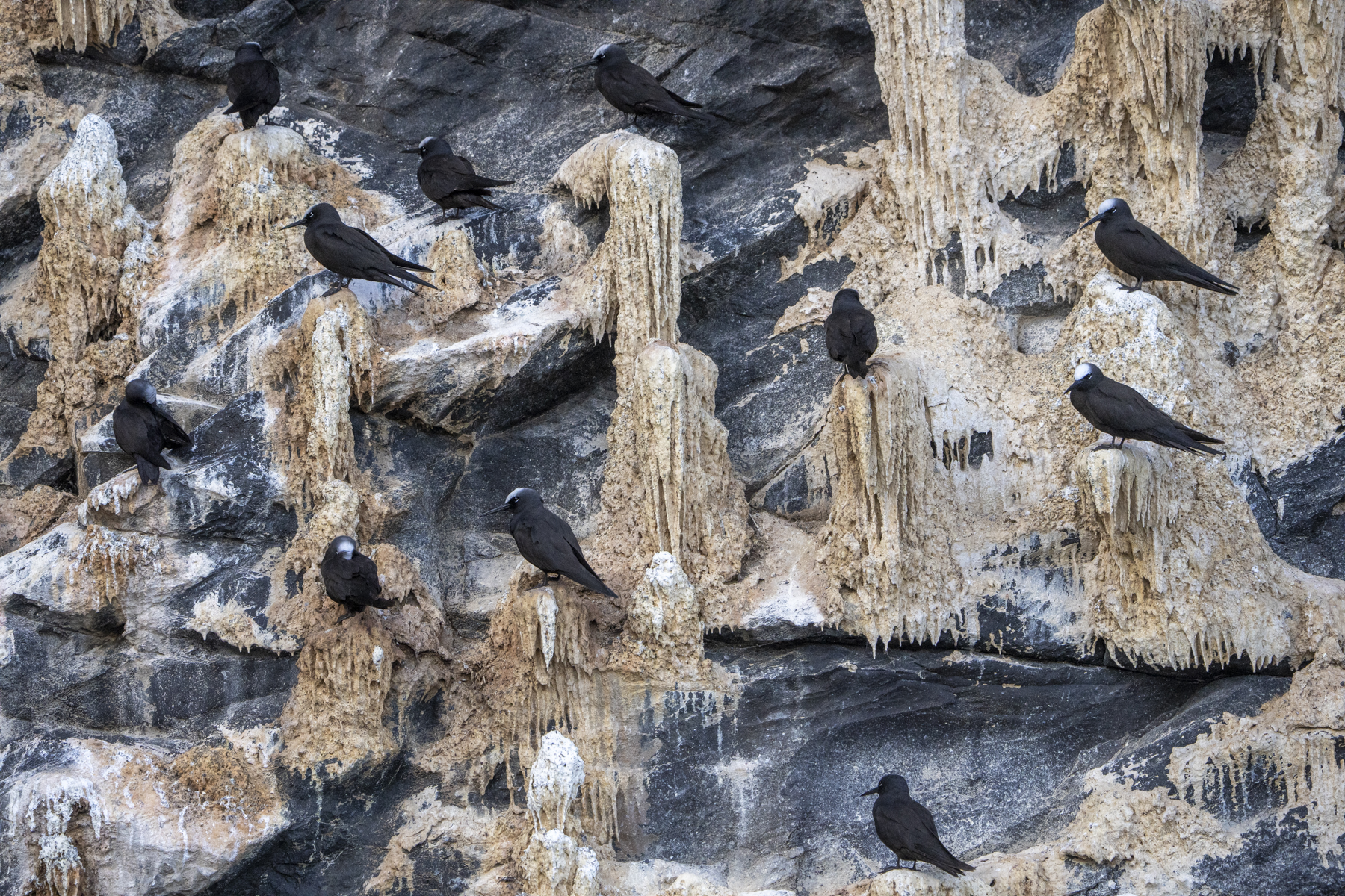 Black Noddies (image by Mark Beaman)