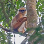 Black-crested Sumatran Langur (image by Pete Morris)