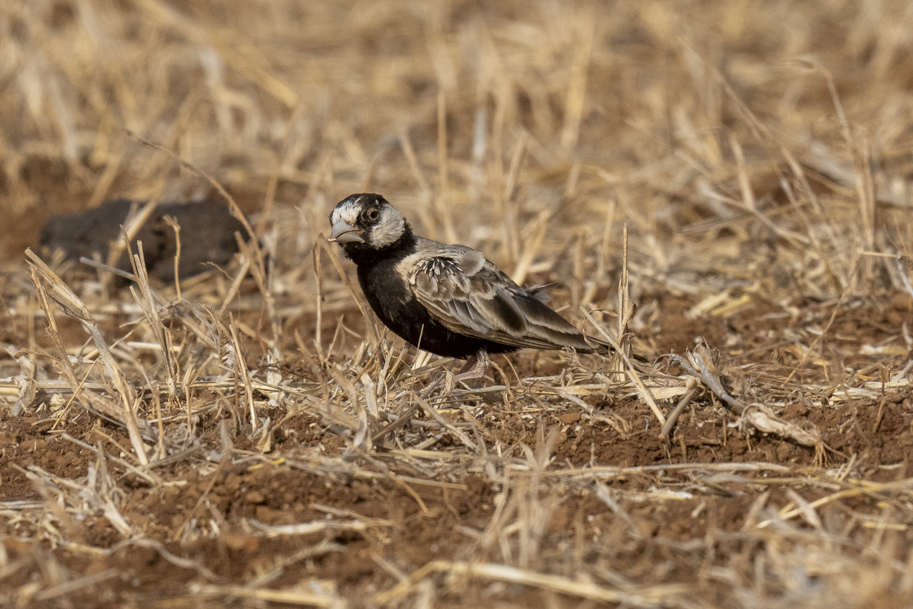 Black-crowned Sparrow-Lark (image by Mark Beaman)