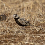 Black-crowned Sparrow-Lark (image by Mark Beaman)