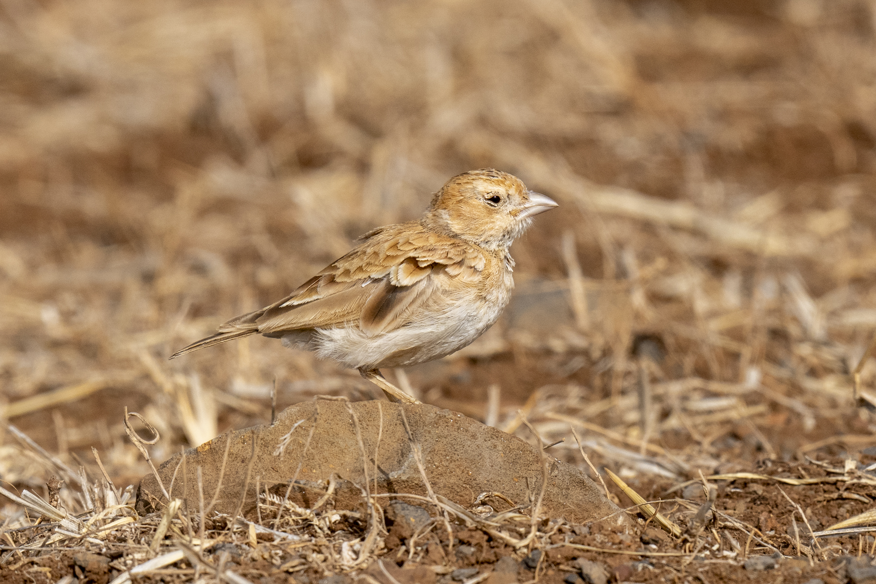 Black-crowned Sparrow-Lark female (image by Mark Beaman)
