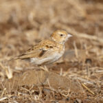 Black-crowned Sparrow-Lark female (image by Mark Beaman)