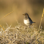 Black-throated Thrush (image by Mark Beaman)