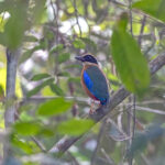Blue-winged Pitta (image by Pete Morris)