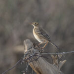 Blyth's Pipit (image by Mark Beaman)
