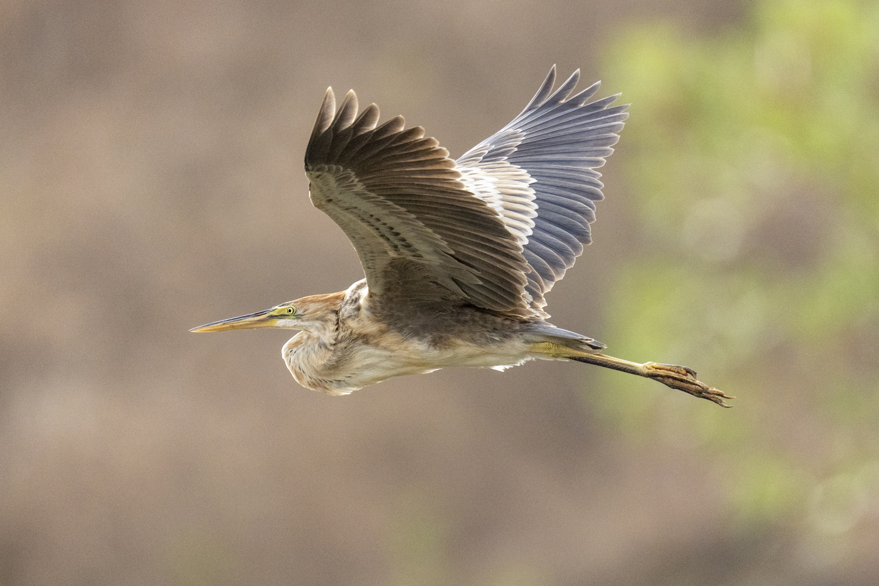 Bourne's Heron (image by Mark Beaman)