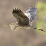 Bourne's Heron (image by Mark Beaman)