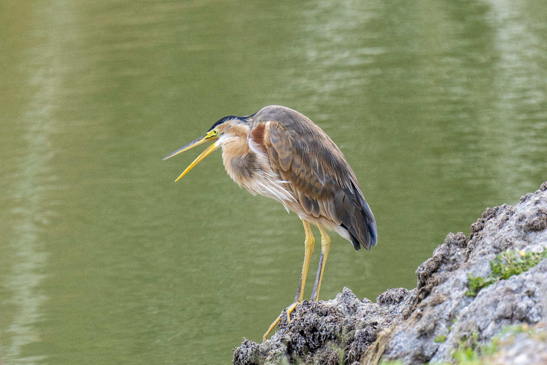 Bourne's Heron (image by Mark Beaman)