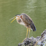 Bourne's Heron (image by Mark Beaman)