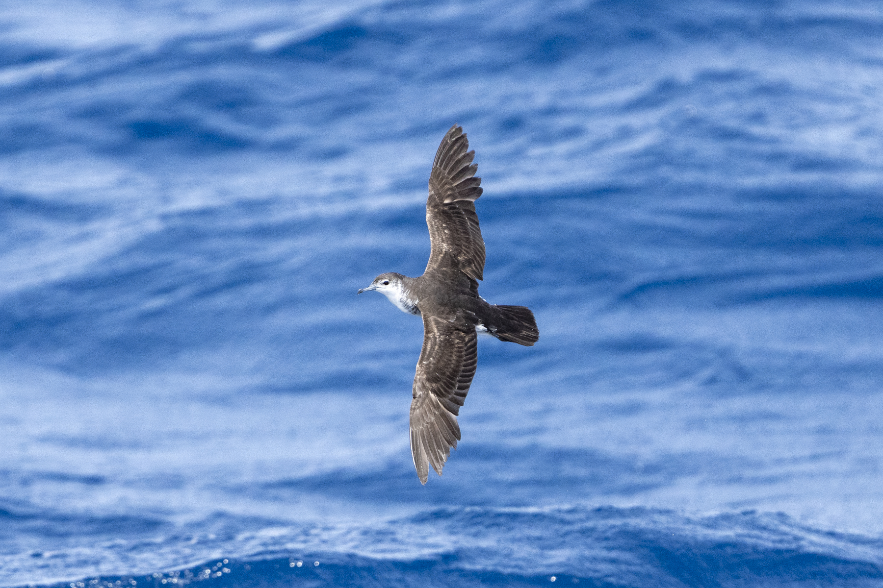 Boyd's Shearwater (image by Mark Beaman)