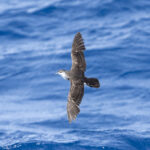 Boyd's Shearwater (image by Mark Beaman)