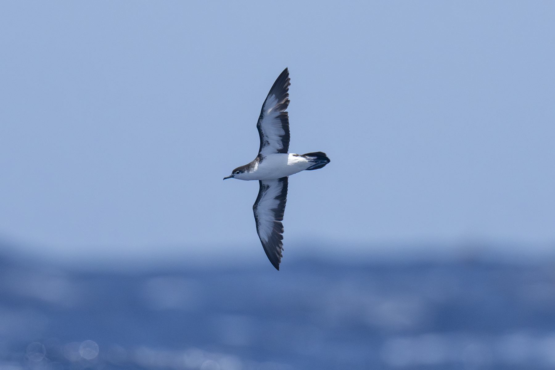 Boyd's Shearwater (image by Mark Beaman)