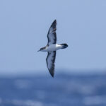 Boyd's Shearwater (image by Mark Beaman)