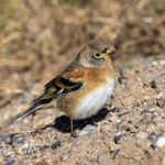 Brambling (image by Mark Beaman)