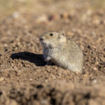 Brandt's Vole (image by Mark Beaman)