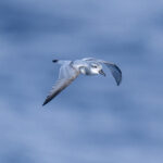 Broad-billed Prion (image by Mark Beaman)