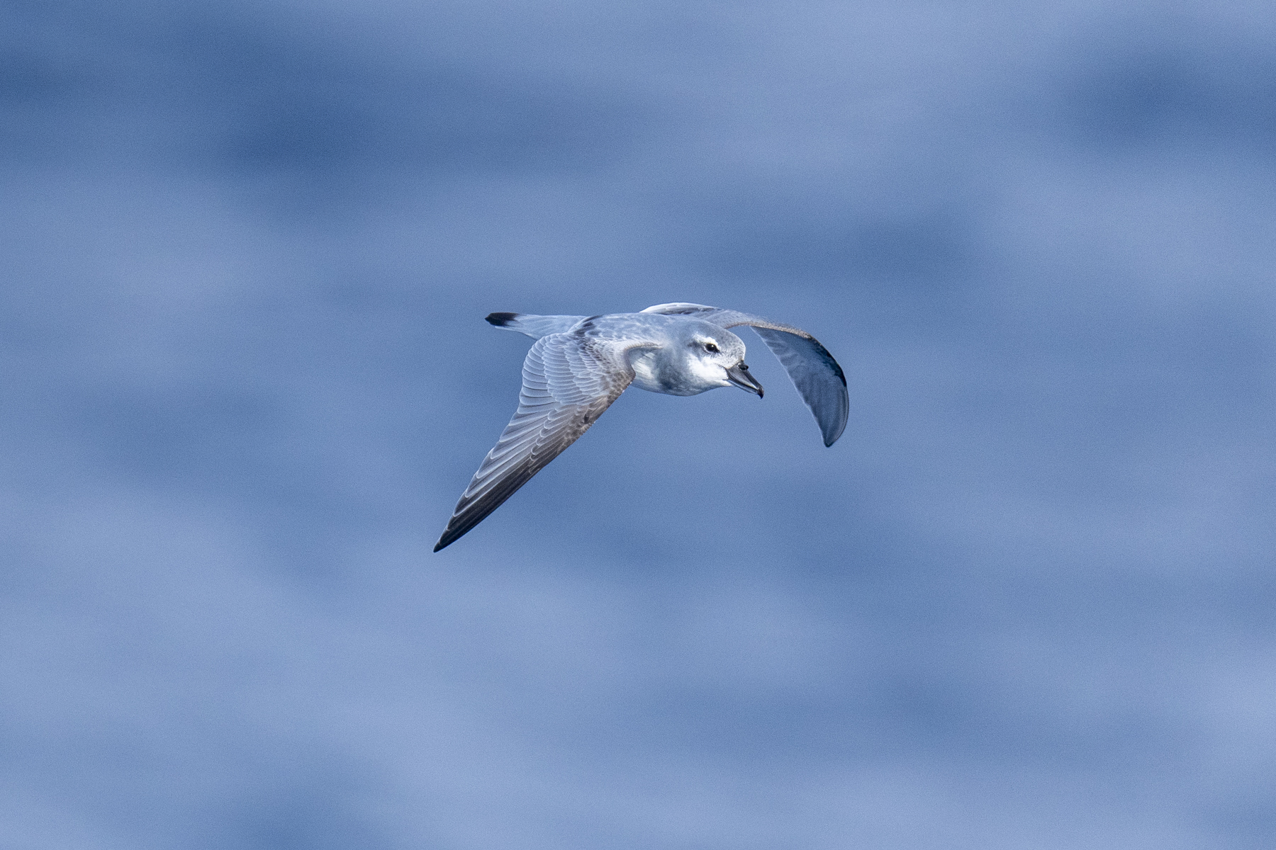 Broad-billed Prion (image by Mark Beaman)