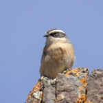 Brown Accentore(image by Mark Beaman)