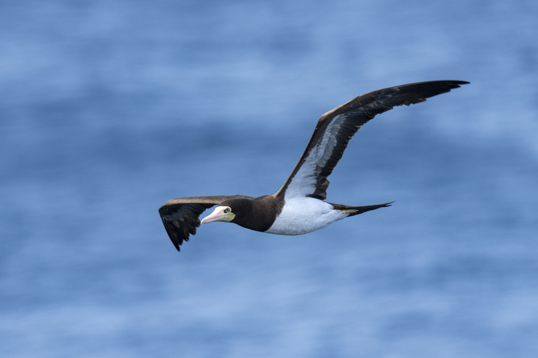 Brown Booby (image by Mark Beaman)