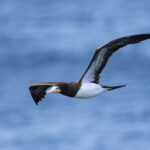 Brown Booby (image by Mark Beaman)