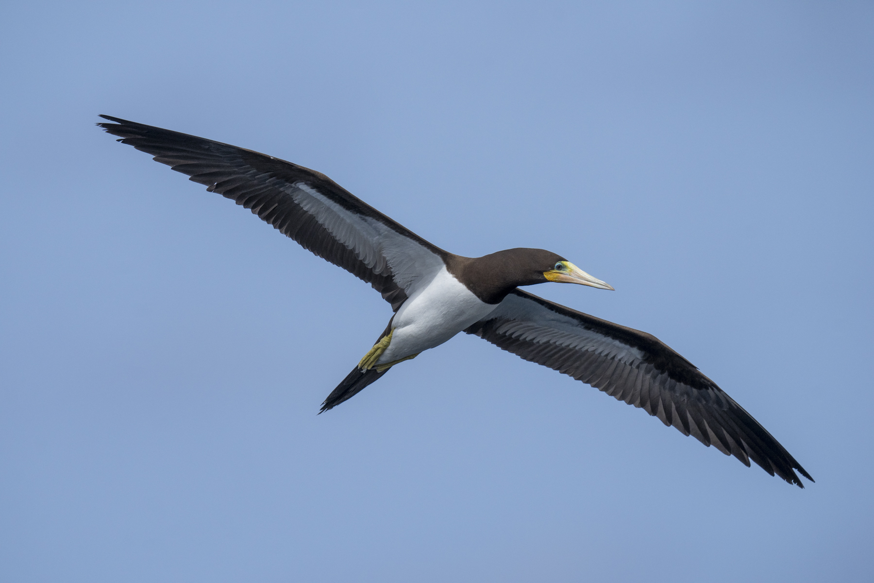 Brown Booby (image by Mark Beaman)