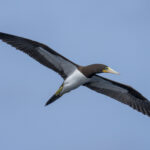 Brown Booby (image by Mark Beaman)