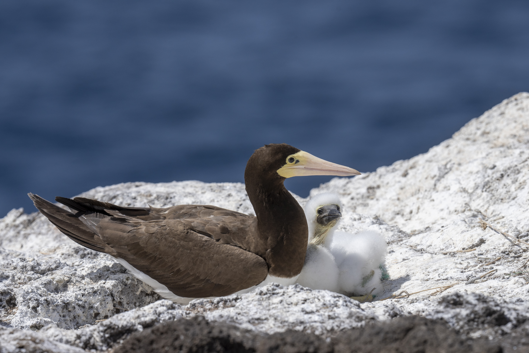 Brown Booby and chick (image by Mark Beaman)