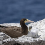 Brown Booby and chick (image by Mark Beaman)