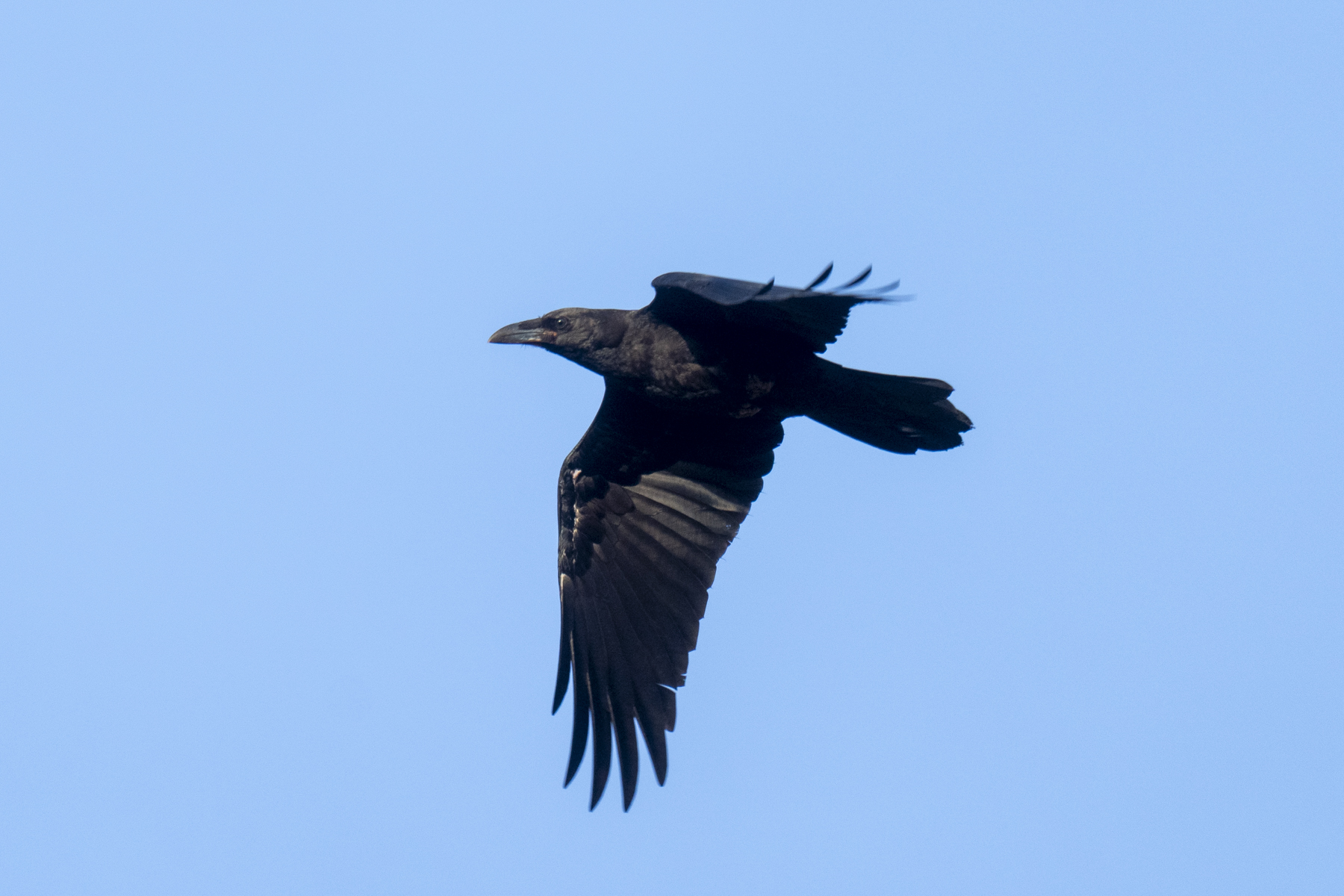 Brown-necked Raven (image by Mark Beaman)
