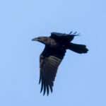 Brown-necked Raven (image by Mark Beaman)