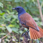 Brown-winged Whistling Thrush (image by Pete Morris)