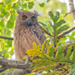 Buffy Fish Owl (image by Pete Morris)
