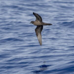 Bulwer's Petrel (image by Mark Beaman)
