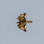 Cape Verde Buzzard (image by Mark Beaman)