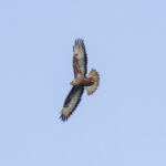 Cape Verde Buzzard (image by Mark Beaman)
