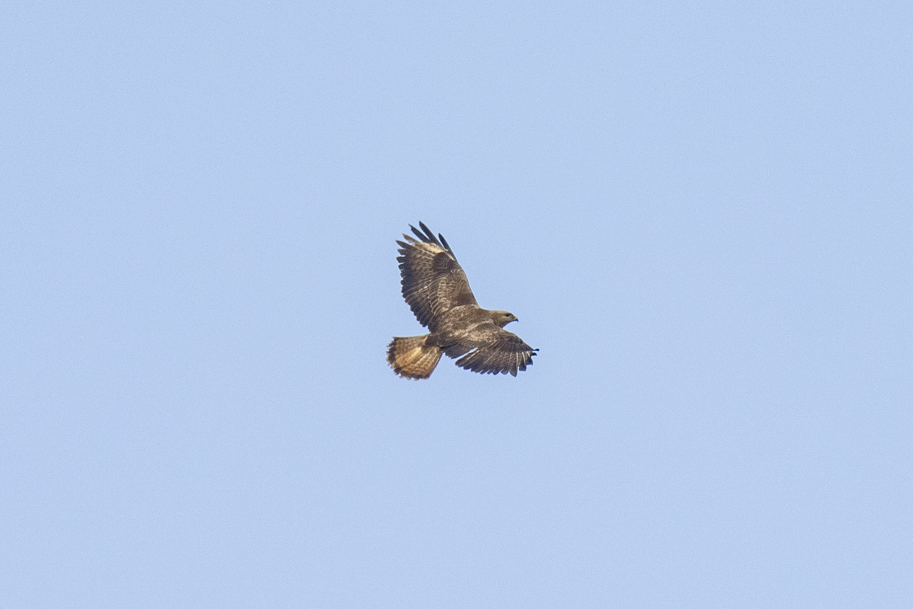 Cape Verde Buzzard (image by Mark Beaman)