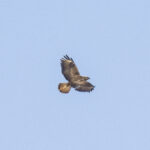 Cape Verde Buzzard (image by Mark Beaman)