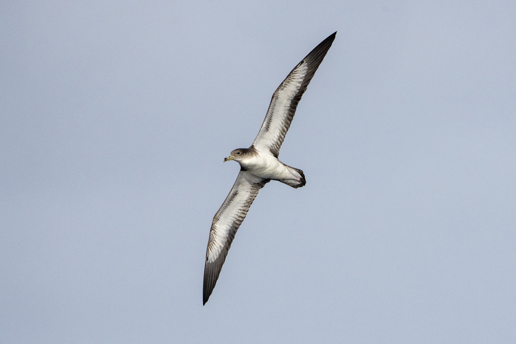 Cape Verde Shearwater (image by Mark Beaman)