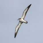 Cape Verde Shearwater (image by Mark Beaman)