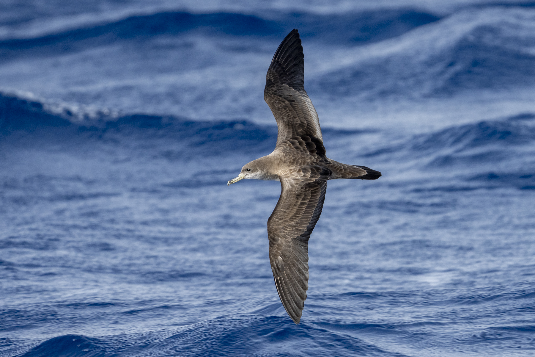 Cape Verde Shearwater (image by Mark Beaman)