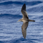 Cape Verde Shearwater (image by Mark Beaman)
