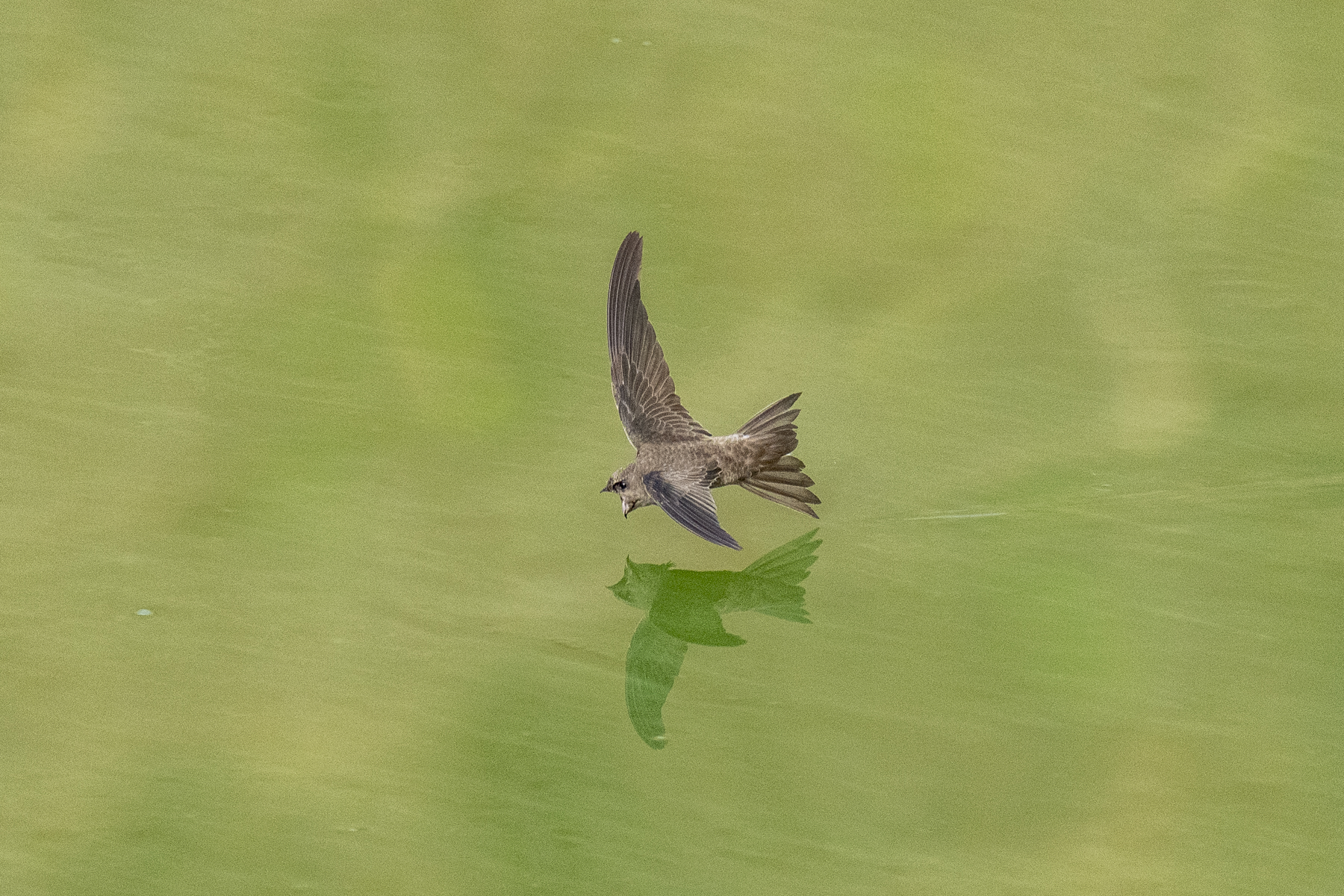 Cape Verde Swift drinking (image by Mark Beaman)