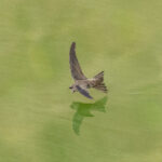 Cape Verde Swift drinking (image by Mark Beaman)