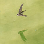 Cape Verde Swift (image by Mark Beaman)